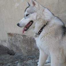 Siberian husky Chilli