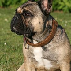 Fransk bulldog Bonzo R.I.P.