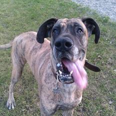 Grand danois Kiwa (aflivet D.18/10-2013)