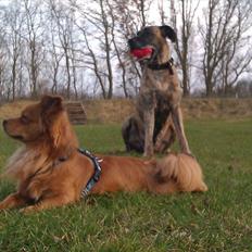 Grand danois Kiwa (aflivet D.18/10-2013)