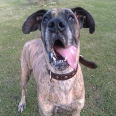 Grand danois Kiwa (aflivet D.18/10-2013)