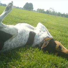 Dansk svensk gaardhund Freja