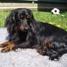 Miniature gravhund Jasmin