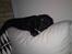 Labrador retriever Walter