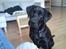 Labrador retriever Walter