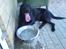 Labrador retriever Walter