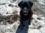 Labrador retriever Walter