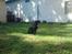 Labrador retriever Walter