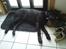 Labrador retriever Walter