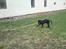 Labrador retriever Walter