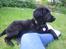 Flat coated retriever Lea