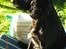 Cocker spaniel Thyra