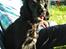 Cocker spaniel Thyra