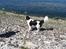 Landseer Gaia