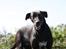 Blanding af racer Lassie - Lassie-pigen