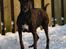 Blanding af racer Lassie - Lassie i sneen