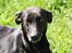 Blanding af racer Lassie - Sommer, sol & lille Lassie