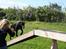 Blanding af racer Lassie - Agility med Tescha :D