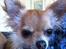 Chihuahua Loui (sir be magic) 