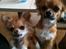 Chihuahua Loui (sir be magic) 