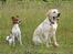 Labrador retriever Posters Yellow Moon (Ramses) - Joveno Foto
7 mdr gammel med Felix