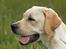 Labrador retriever Posters Yellow Moon (Ramses) - Joveno Foto 
7 mdr. gammel
