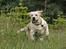 Labrador retriever Posters Yellow Moon (Ramses) - Joveno Foto 
7 mdr gammel