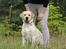 Labrador retriever Posters Yellow Moon (Ramses) - Joveno Foto 
7 mdr gammel