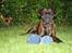 Boxer Kennel Keni's Kia - 1. plads i agility konkurrence i åben klasse (alle mod alle uanset om man er begynder eller "prof") 2. plads i begynder klasse,