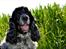Cocker spaniel Sniffer(Ralph) Kennel barley