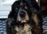 Cocker spaniel Sniffer(Ralph) Kennel barley - Må jeg ikke nok få en godbid :). 