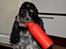 Cocker spaniel Sniffer(Ralph) Kennel barley