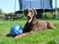 Dobermann RD Attractive Anastacia - 12 mdr
