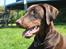 Dobermann RD Attractive Anastacia - 12 mdr
