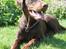 Dobermann RD Attractive Anastacia - 12 mdr