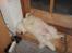 Samojedhund Joey