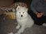 Samojedhund Joey