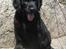 Flat coated retriever Konrad <3 - velkommen til Konrad's profil! 
håber i synes om billederne, og smid meget gerne en kommentar og en bedømmelse på vejen <3