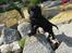Flat coated retriever Konrad <3