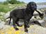 Flat coated retriever Konrad <3