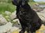 Flat coated retriever Konrad <3