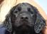 Flat coated retriever Konrad <3