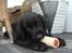 Flat coated retriever Konrad <3 - det var egentligt Loui's men han ville jo ikke have det ;)