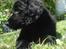 Flat coated retriever Konrad <3