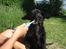 Flat coated retriever Konrad <3 - hov en tandbørste!