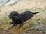 Flat coated retriever Konrad <3