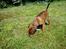 Dvaergpinscher Joey