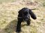 Cocker spaniel Louis
