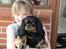 Cavalier king charles spaniel - Chilli - 3 år