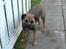 Border terrier Lutra's Belle - Velkommen til søde Belles profil :)